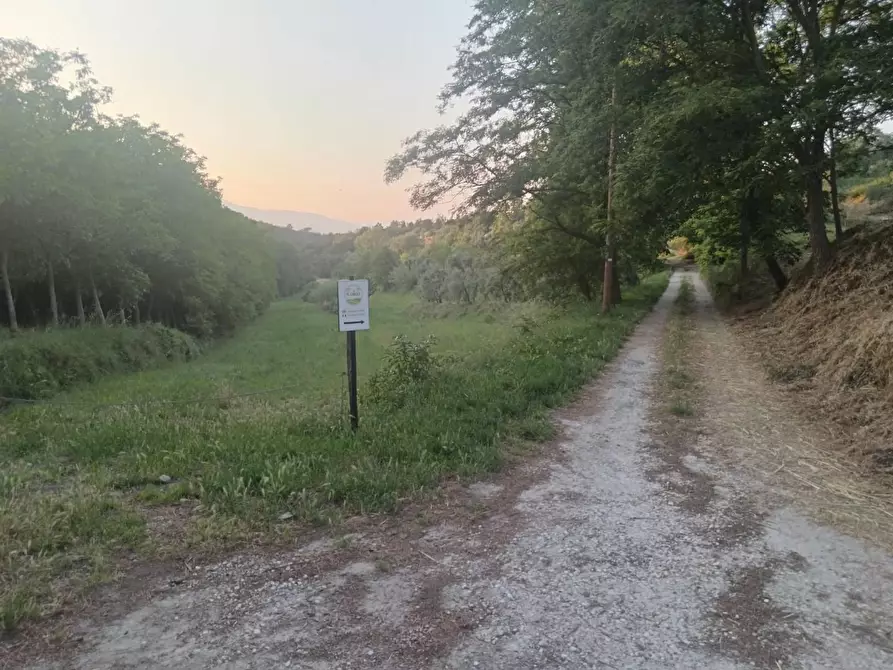 Immagine 4 di Terreno agricolo in vendita  a Pontedera