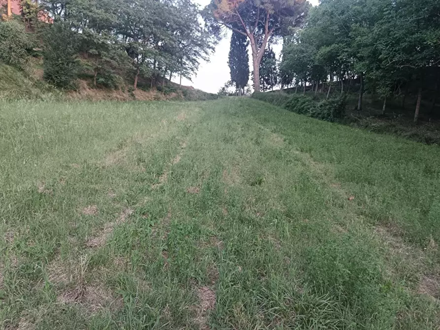 Immagine 3 di Terreno agricolo in vendita  a Pontedera