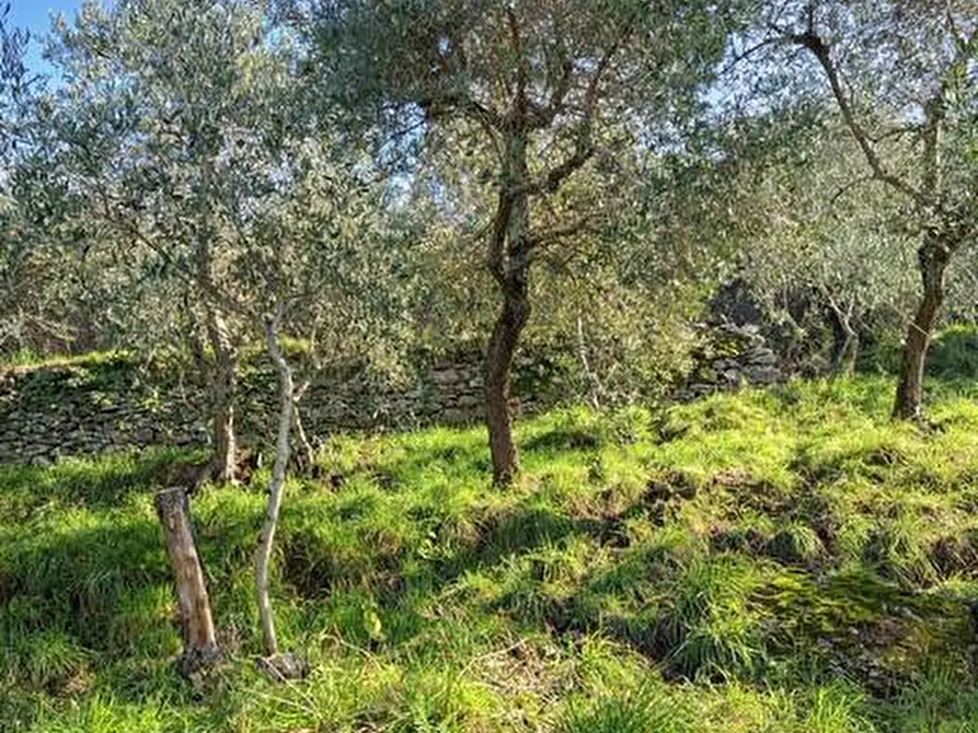 Immagine 4 di Terreno agricolo in vendita  a Calci