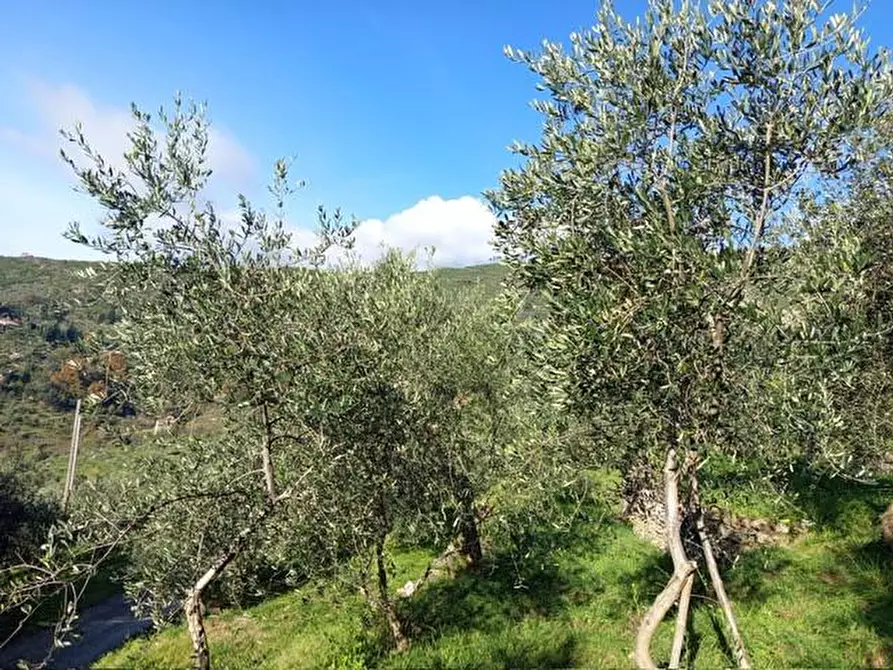 Immagine 2 di Terreno agricolo in vendita  a Calci