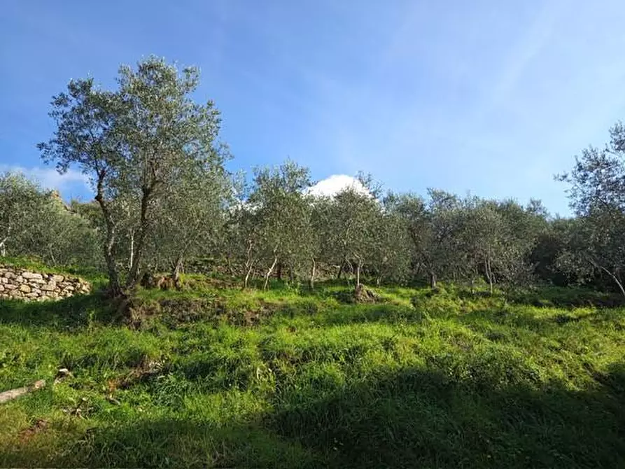 Immagine 3 di Terreno agricolo in vendita  a Calci