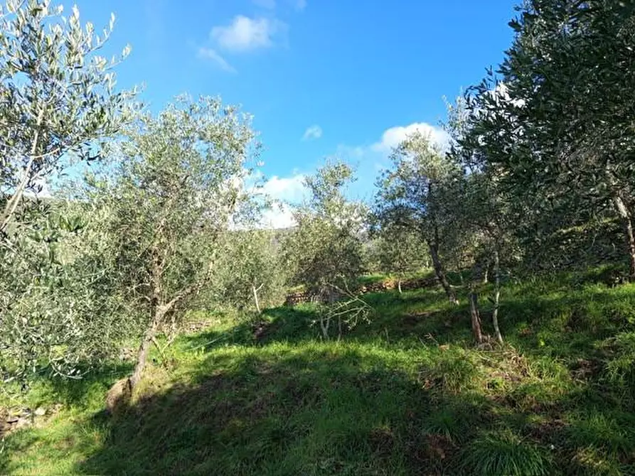 Immagine 1 di Terreno agricolo in vendita  a Calci