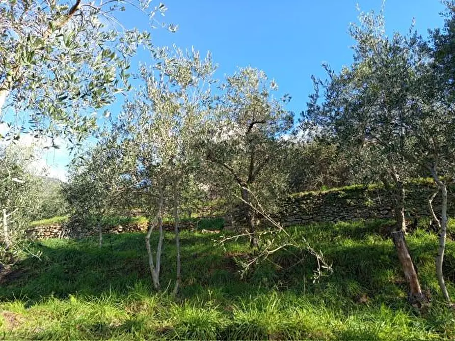 Immagine 5 di Terreno agricolo in vendita  a Calci