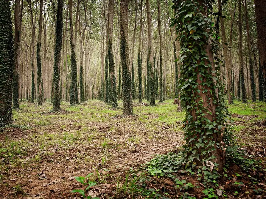Immagine 5 di Terreno agricolo in vendita  a Varisella