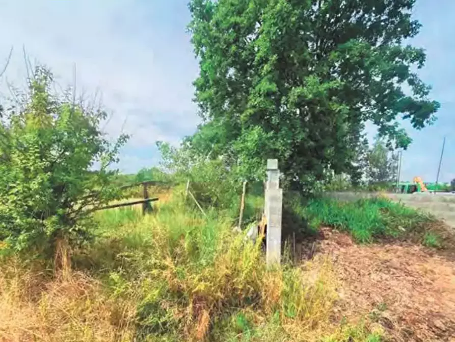 Immagine 5 di Azienda agricola in vendita  a Montanaro