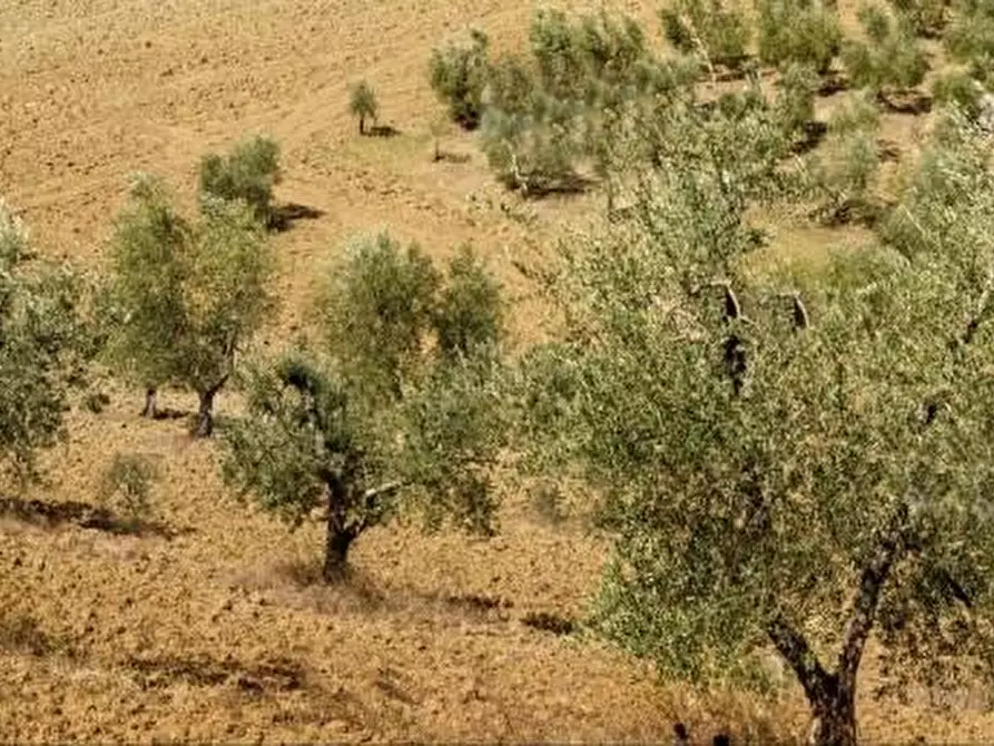 Immagine 1 di Terreno agricolo in vendita  a Murlo