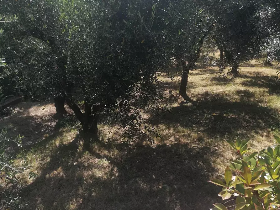 Immagine 21 di Villa in vendita  a Carmignano