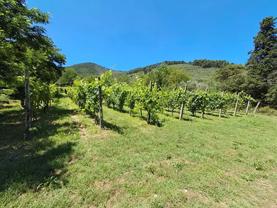 Immagine 27 di Rustico / casale in vendita  a Buti