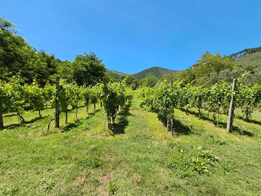 Immagine 30 di Rustico / casale in vendita  a Buti