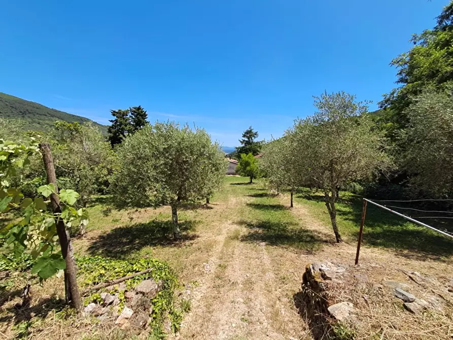 Immagine 23 di Rustico / casale in vendita  a Buti