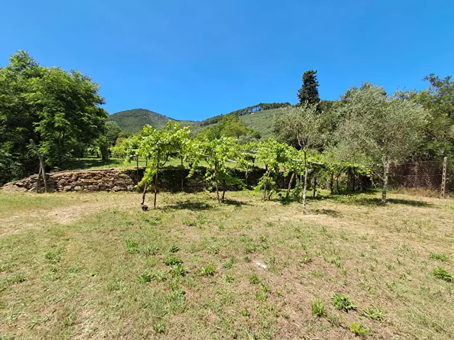 Immagine 19 di Rustico / casale in vendita  a Buti