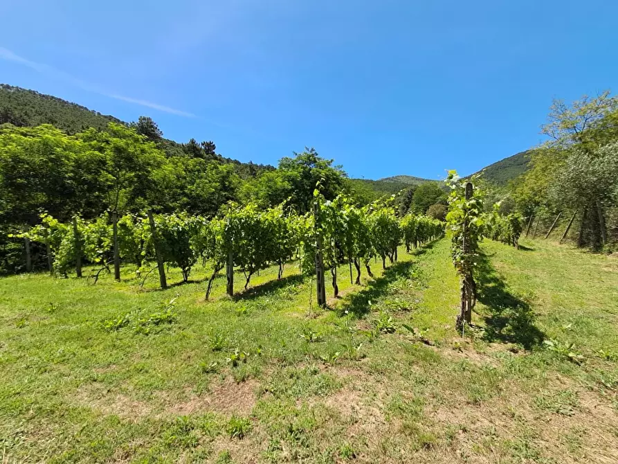Immagine 29 di Rustico / casale in vendita  a Buti