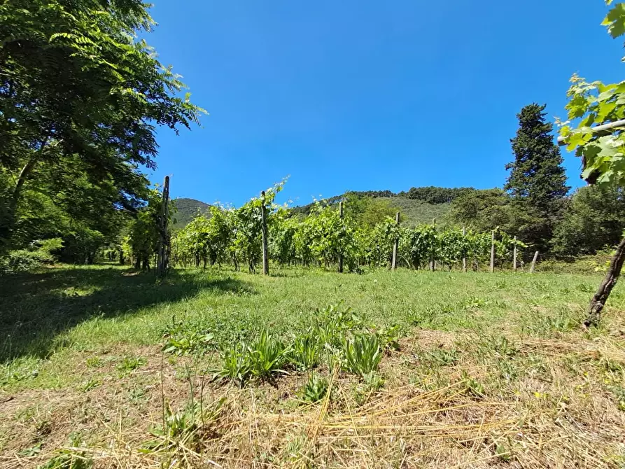 Immagine 26 di Rustico / casale in vendita  a Buti