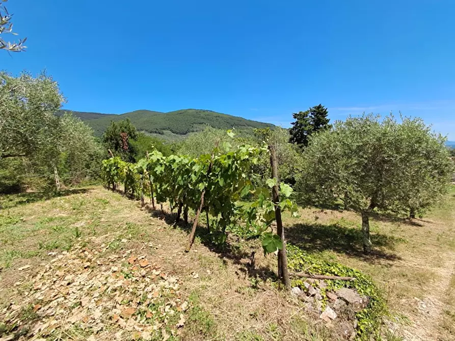 Immagine 24 di Rustico / casale in vendita  a Buti