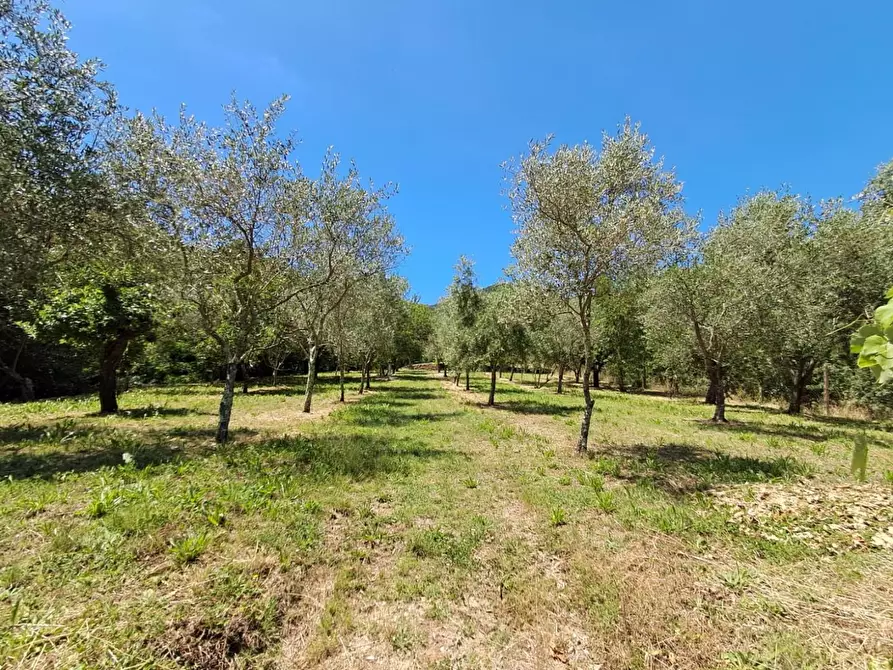 Immagine 22 di Rustico / casale in vendita  a Buti