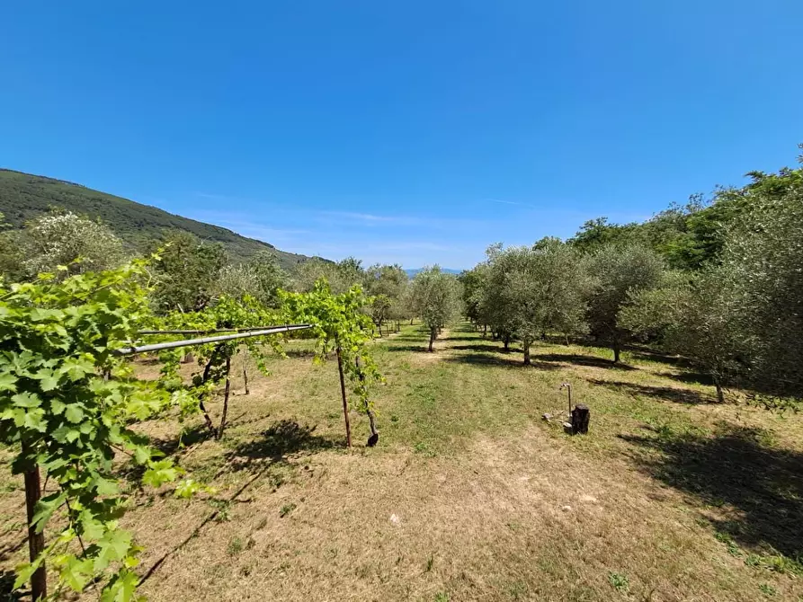 Immagine 25 di Rustico / casale in vendita  a Buti