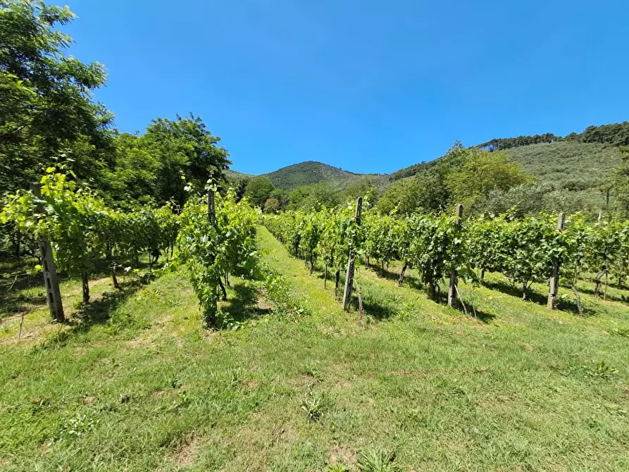 Immagine 28 di Rustico / casale in vendita  a Buti