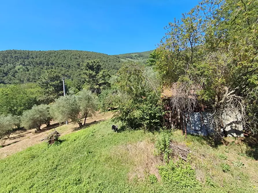 Immagine 8 di Rustico / casale in vendita  a Buti