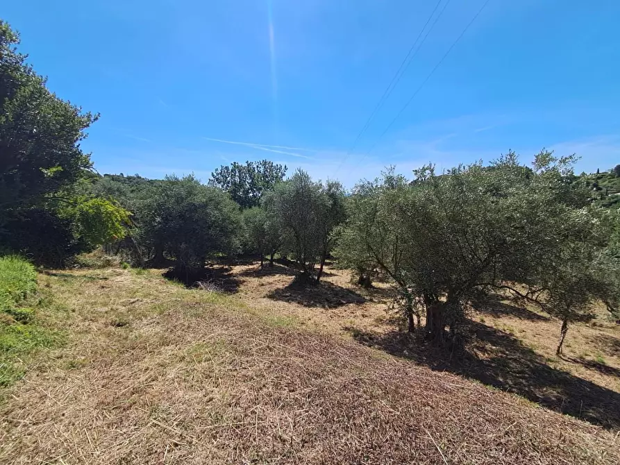 Immagine 11 di Rustico / casale in vendita  a Buti