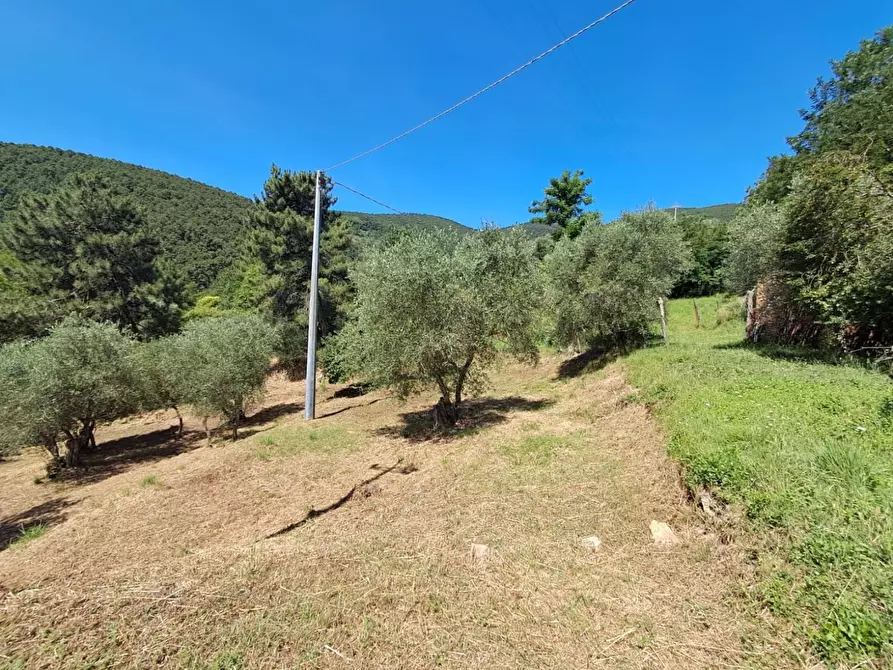 Immagine 10 di Rustico / casale in vendita  a Buti