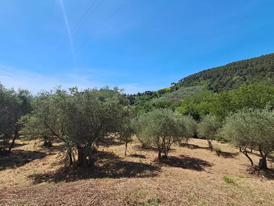 Immagine 9 di Rustico / casale in vendita  a Buti
