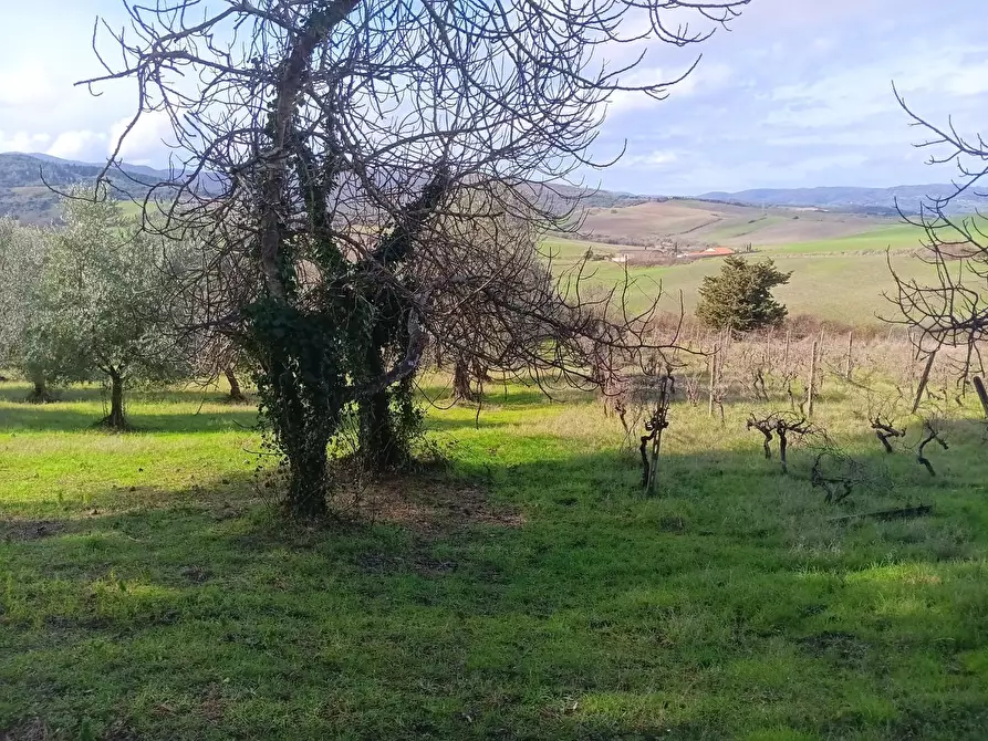 Immagine 9 di Rustico / casale in vendita  a Lajatico