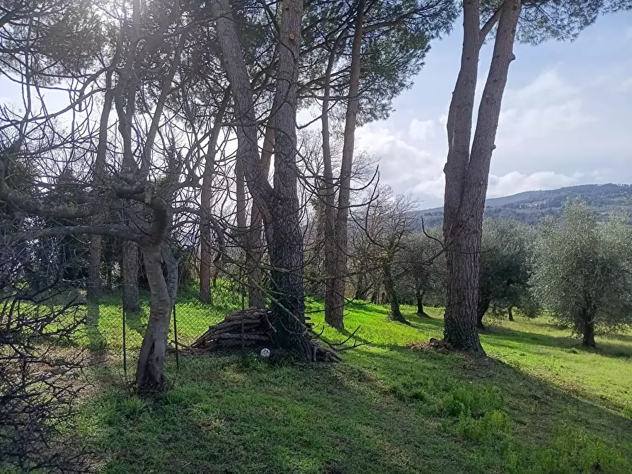 Immagine 4 di Rustico / casale in vendita  a Lajatico