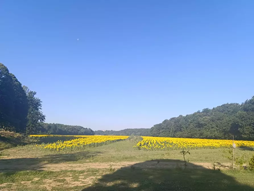 Immagine 4 di Appartamento in affitto  a Calcinaia