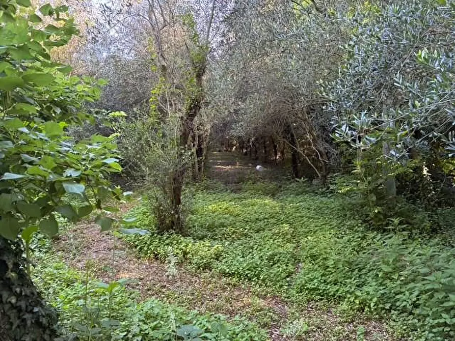 Immagine 4 di Baita in vendita  a Buti