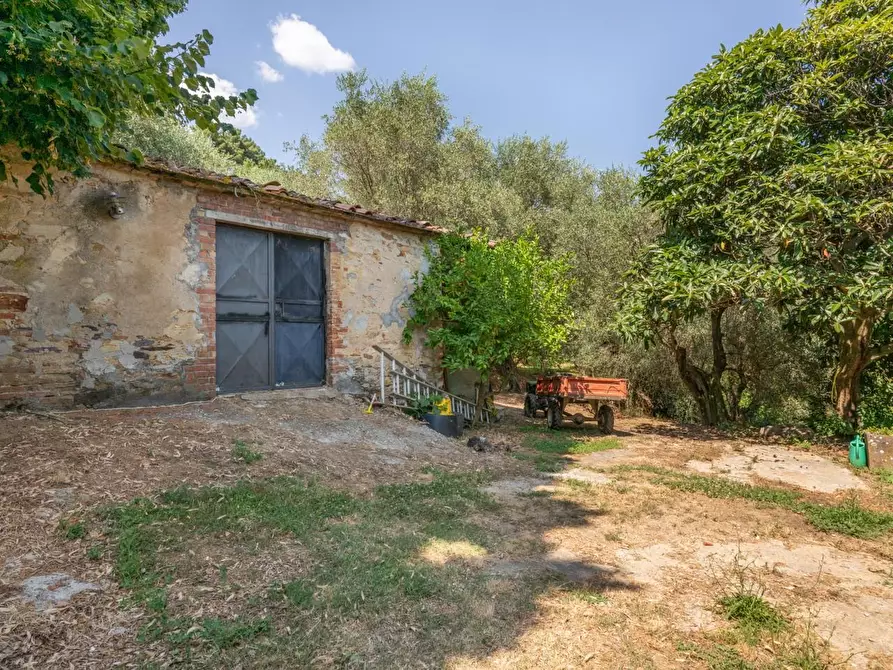 Immagine 43 di Rustico / casale in vendita  a Buti