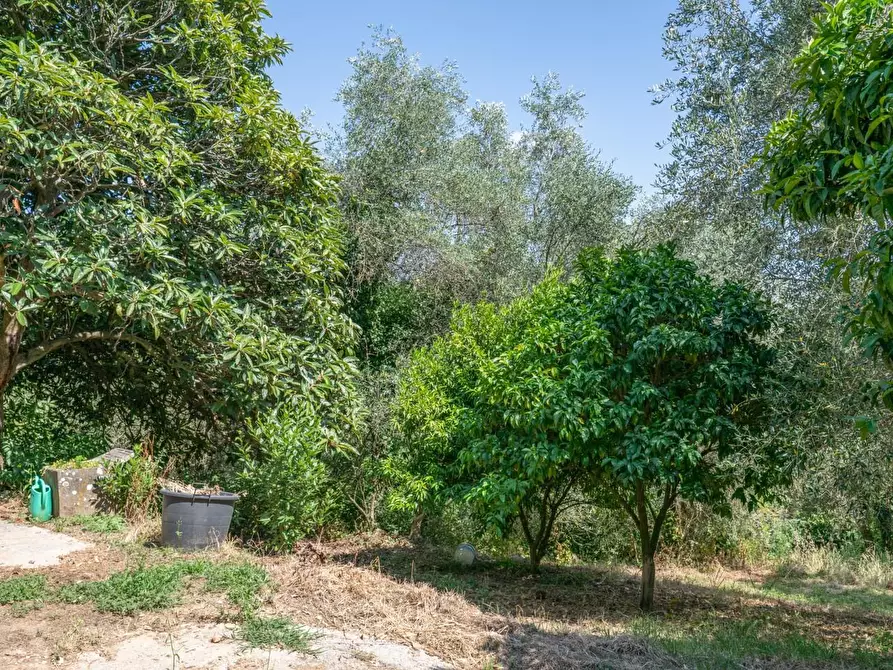 Immagine 42 di Rustico / casale in vendita  a Buti