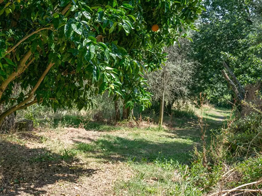 Immagine 41 di Rustico / casale in vendita  a Buti