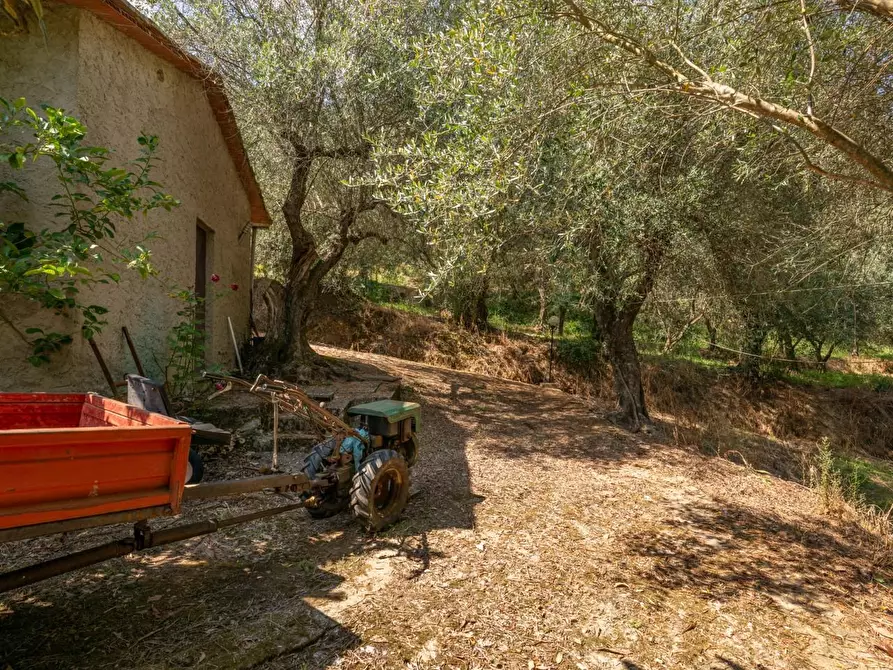 Immagine 45 di Rustico / casale in vendita  a Buti