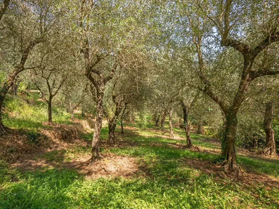 Immagine 47 di Rustico / casale in vendita  a Buti
