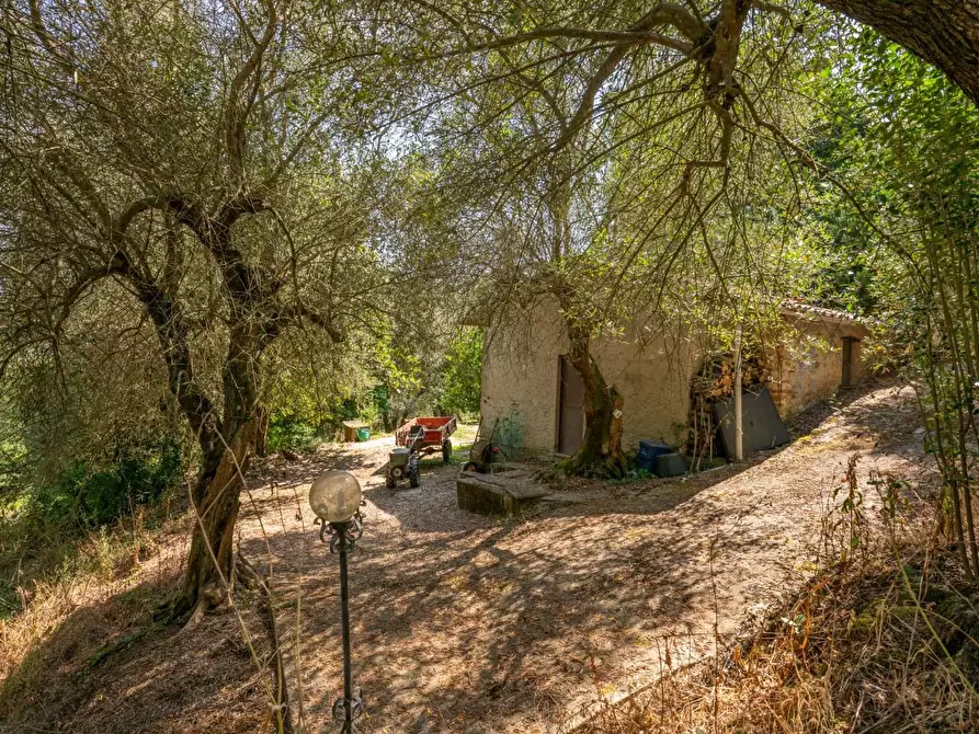 Immagine 48 di Rustico / casale in vendita  a Buti
