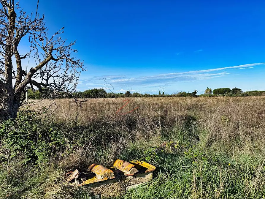 Immagine 2 di Terreno agricolo in vendita  a Piombino