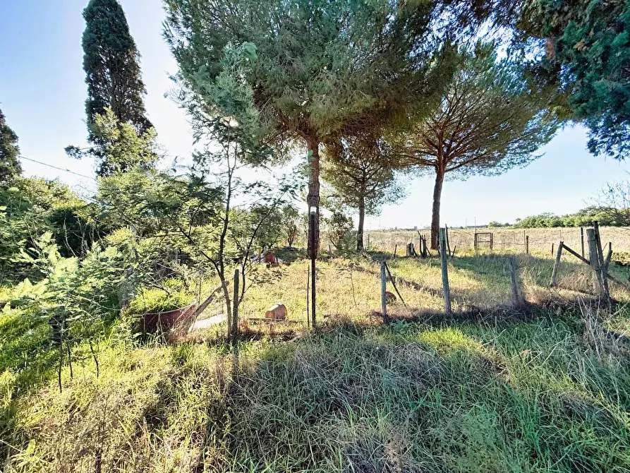 Immagine 11 di Terreno agricolo in vendita  a Piombino
