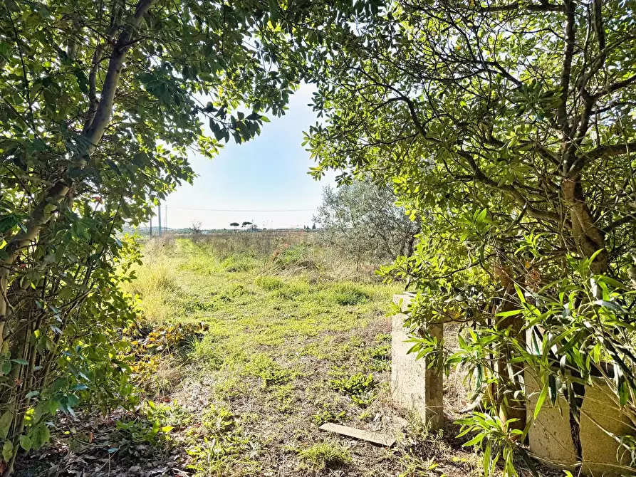 Immagine 1 di Terreno agricolo in vendita  a Piombino