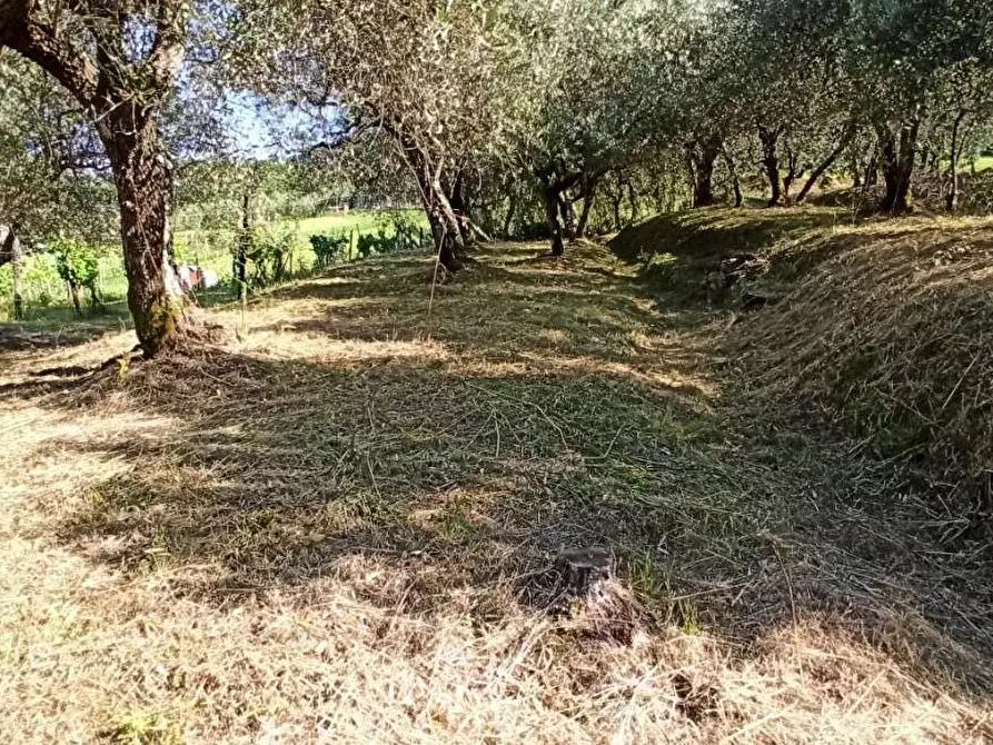 Immagine 1 di Terratetto in affitto  a Capannori