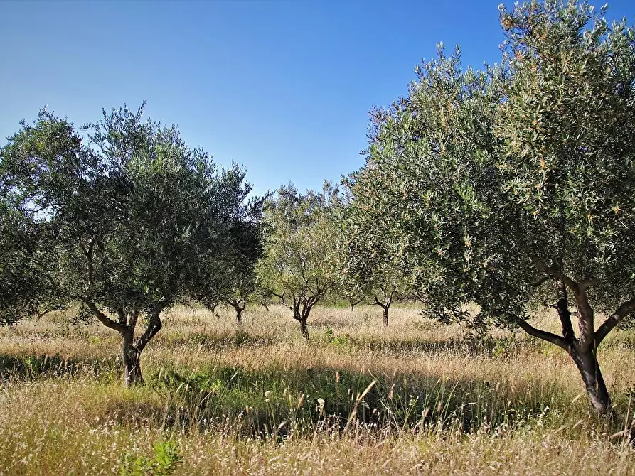 Immagine 1 di Terreno agricolo in vendita  a Murlo