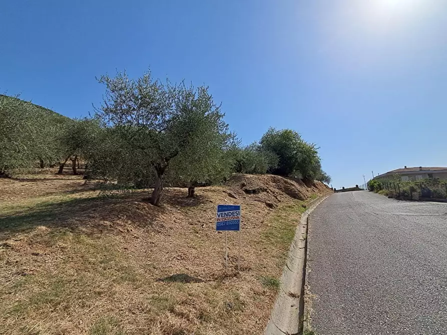 Immagine 2 di Terreno residenziale in vendita  a Buti