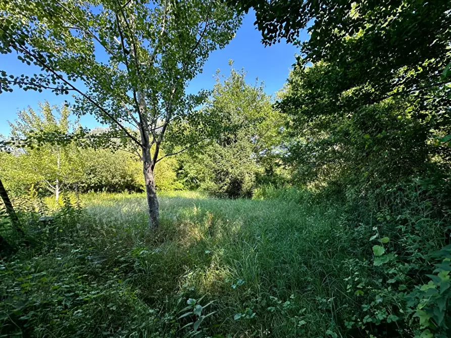 Immagine 5 di Terreno agricolo in vendita  a Capannori