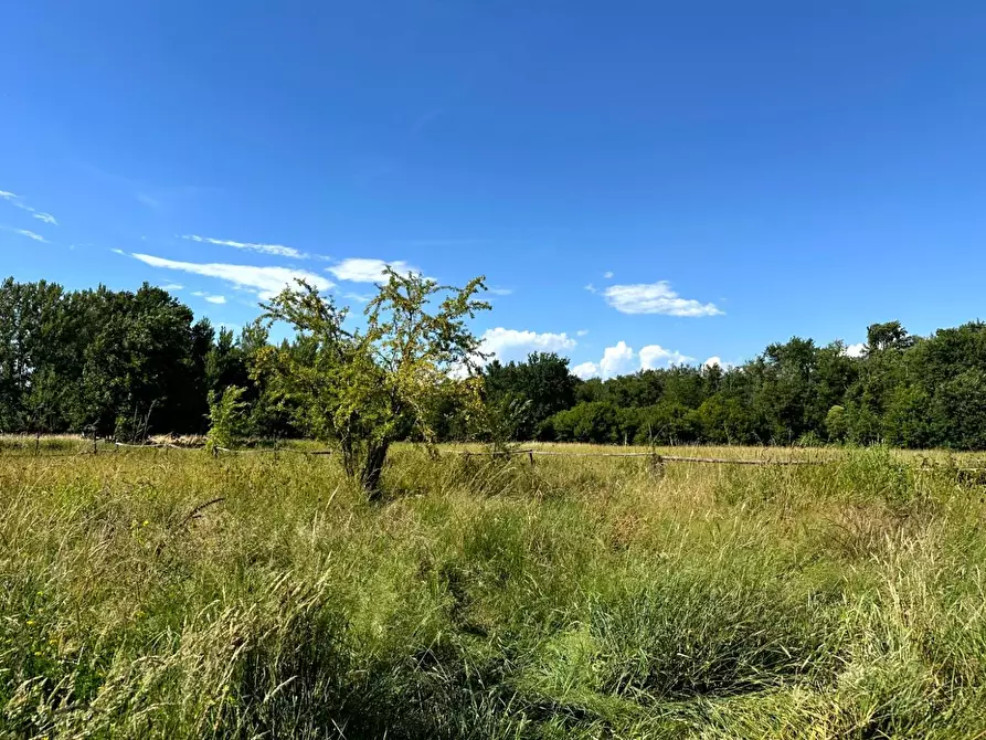 Immagine 2 di Terreno agricolo in vendita  a Capannori