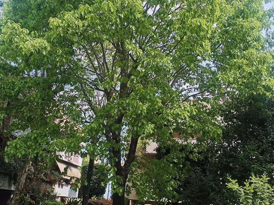 Immagine 6 di Terratetto in vendita  a Scandicci