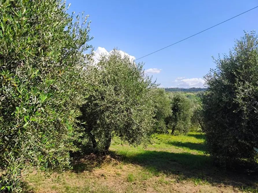 Immagine 27 di Rustico / casale in vendita  a Terricciola