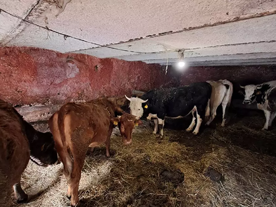 Immagine 14 di Appartamento in vendita  a Perrero