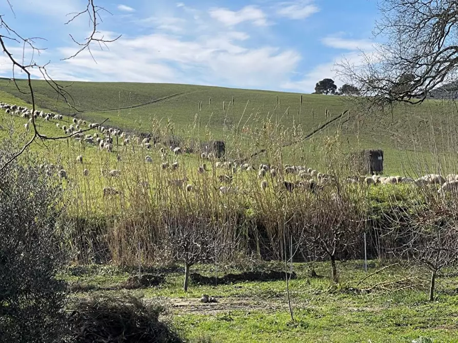 Immagine 14 di Rustico / casale in vendita  a Rosignano Marittimo