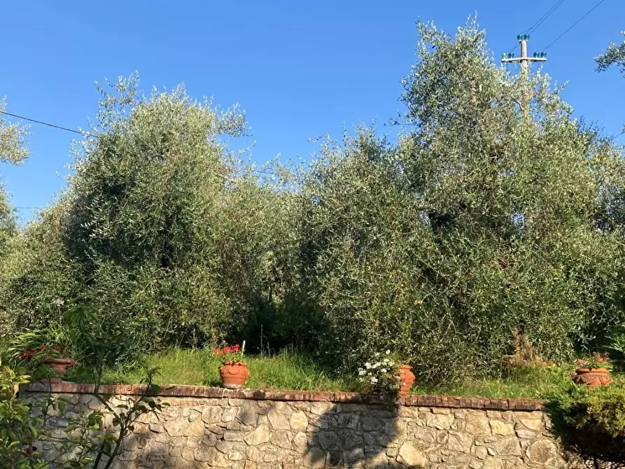 Immagine 10 di Rustico / casale in vendita  a Peccioli