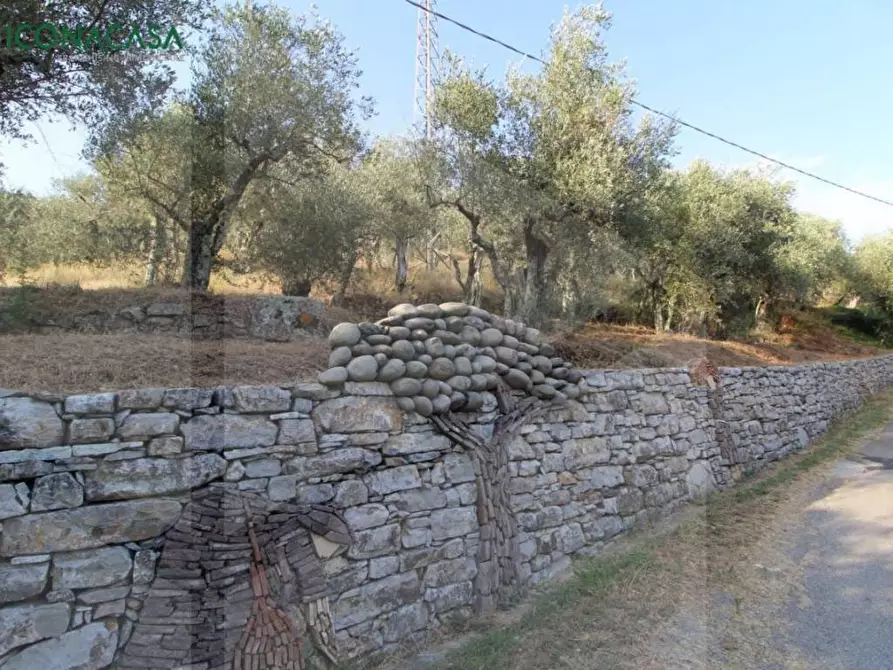 Immagine 22 di Terreno agricolo in vendita  a Buti
