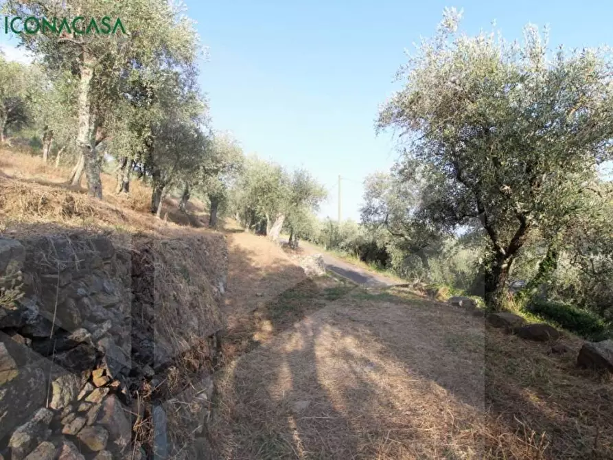 Immagine 34 di Terreno agricolo in vendita  a Buti